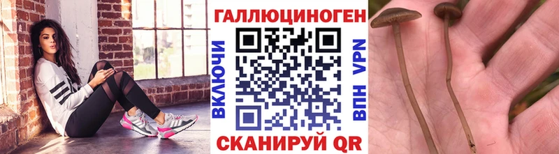 Псилоцибиновые грибы GOLDEN TEACHER  Петровск-Забайкальский 